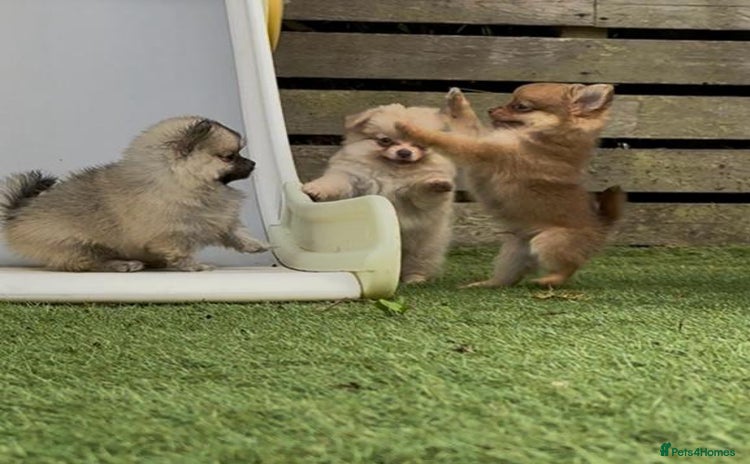 Pomchi dogs - Advert 16