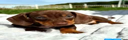 Miniature Dachshund dogs for sale: Miniature Dachshund Boys For Sale  in Blaenau Ffestiniog - Advert 6