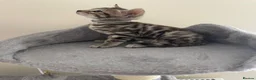 Bengal cats for sale: 7 beautiful pure Bengal Kittens - Advert 19