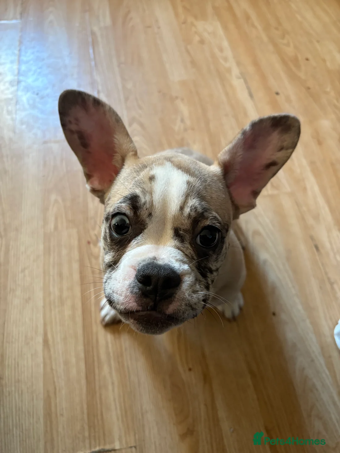 French Bulldog dogs for sale: 7 month old Frenchie/pocket - Advert 2