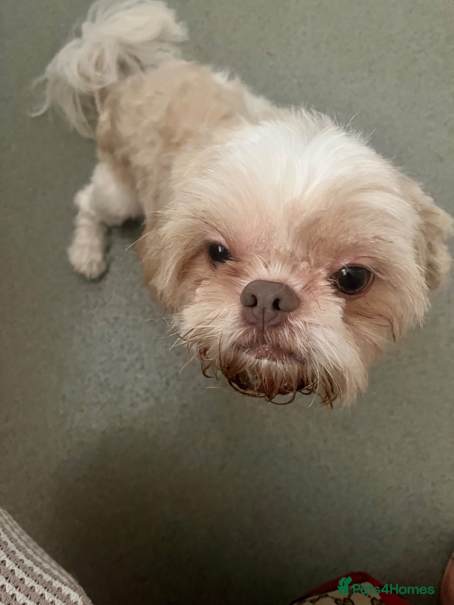 Shih Tzu dogs for sale: Louis needs a new home 😩 in London - Advert 6