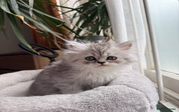 Persian cats for sale: 🐾Fluffy Chinchilla Persian kittens for Sale🐾 - Image 6