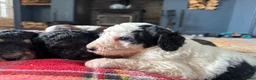 Bernedoodle dogs for sale: Outstanding Bernedoodle F1bs - Advert 30