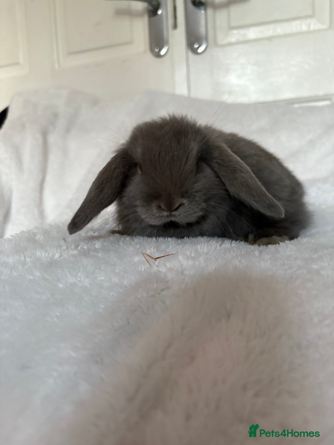 Mini Lop rabbits for sale: Beautiful little mini lop baby bunny rabbits  - Advert 11