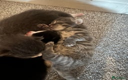 Maine Coon cats for sale: Beautiful mainecoon crosses - Advert 9