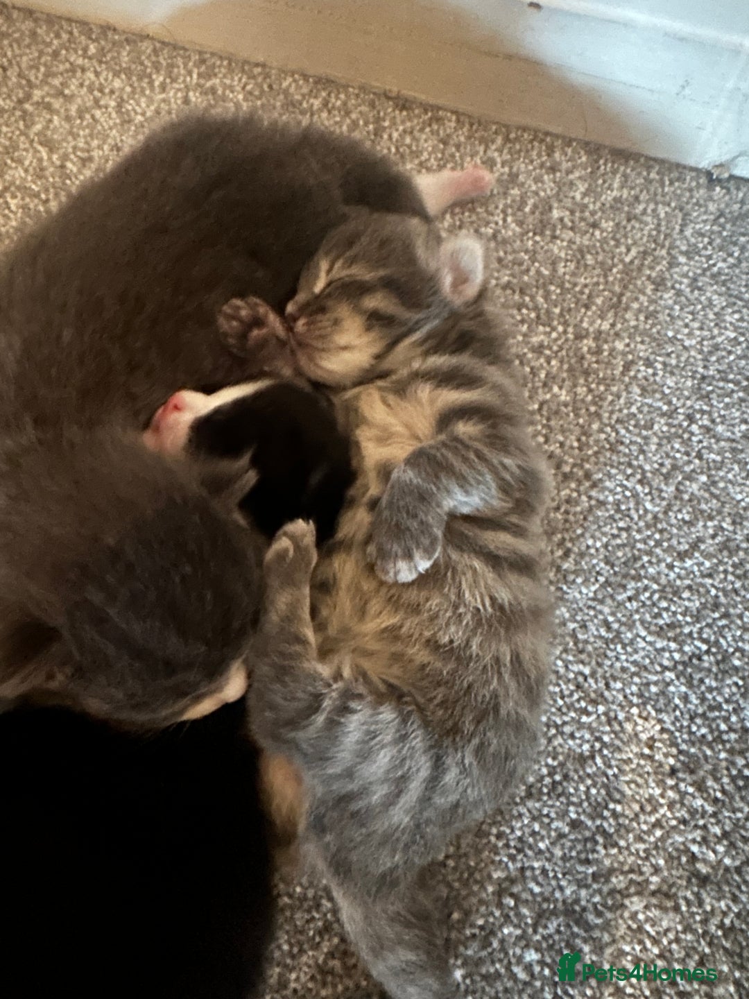 Maine Coon cats for sale: Beautiful mainecoon crosses - Advert 9