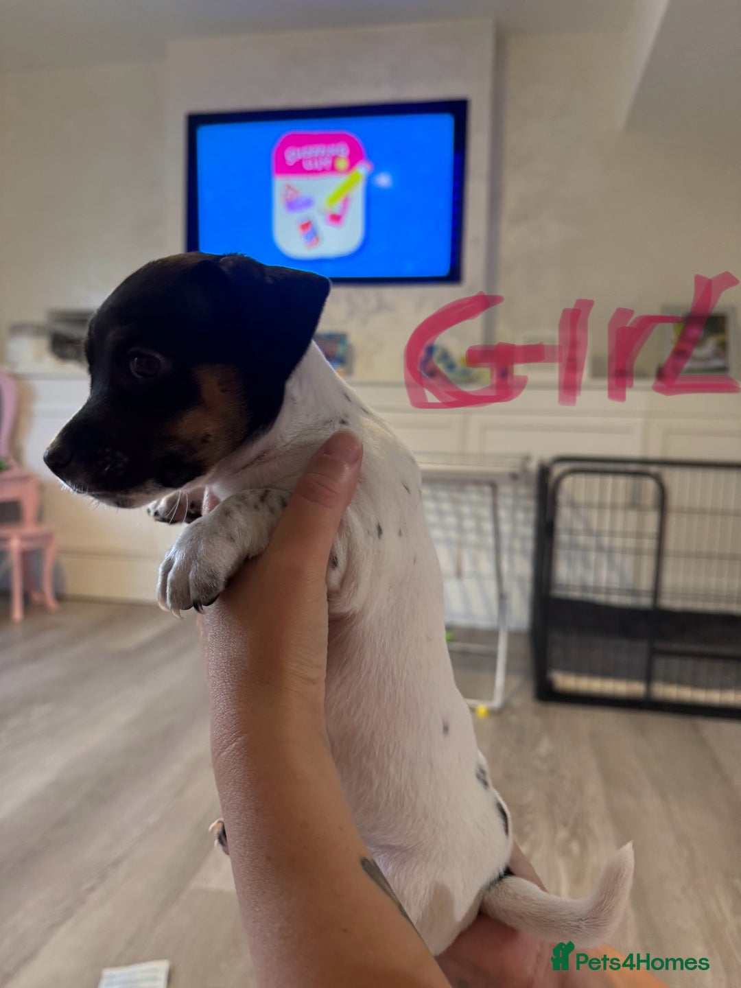 Jack Russell dogs for sale: Tri colour Jack Russell pups  - Image 7