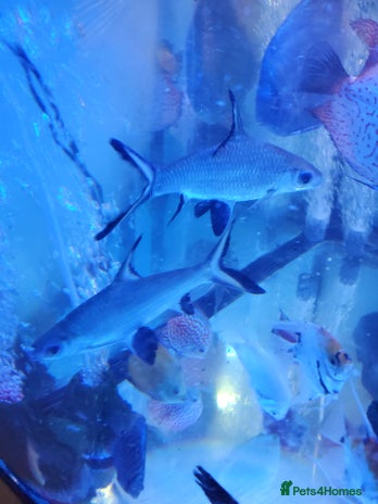 Sharks fish - Advert 11