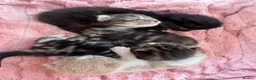 Mixed Breed cats for sale: 4 Stunning Friendly Fluffy Kittens x Ragdoll in Stoke-on-Trent - Advert 31