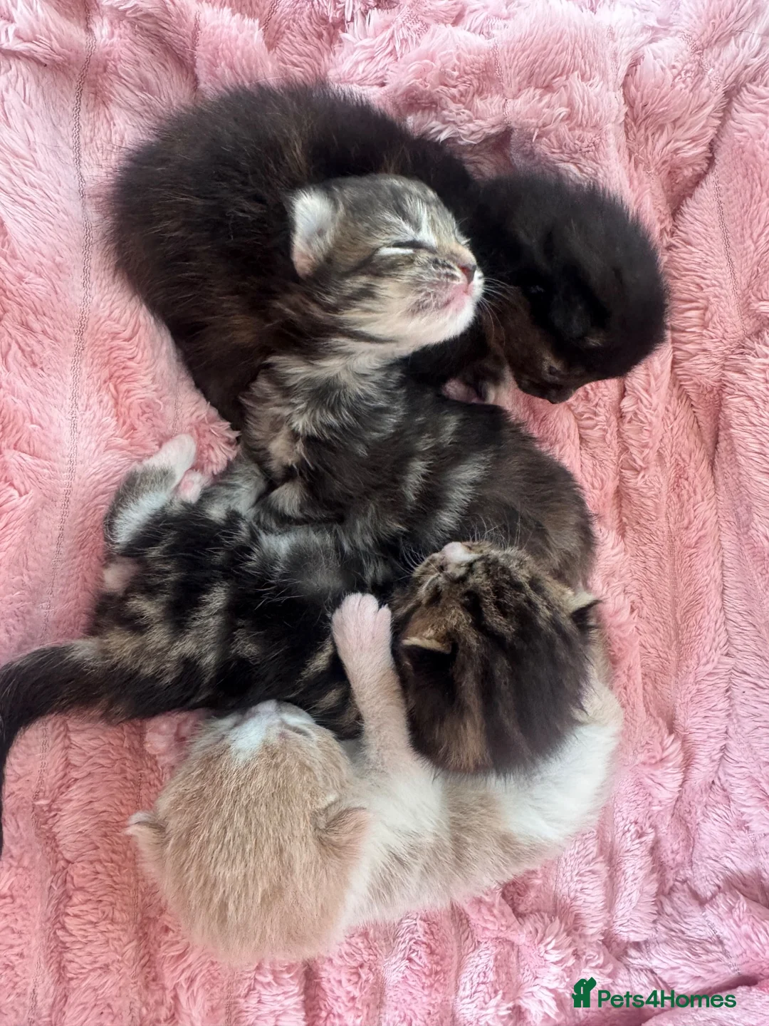 Mixed Breed cats for sale: 4 Stunning Friendly Fluffy Kittens x Ragdoll in Stoke-on-Trent - Advert 31