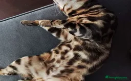 Bengal cats for stud: Clouded Bengal Stud Proven TICA Pedigree Register in Durham - Image 3