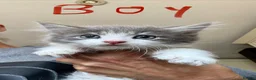 Mixed Breed cats for sale: Maine coon cross ragdoll kittens  - Advert 14