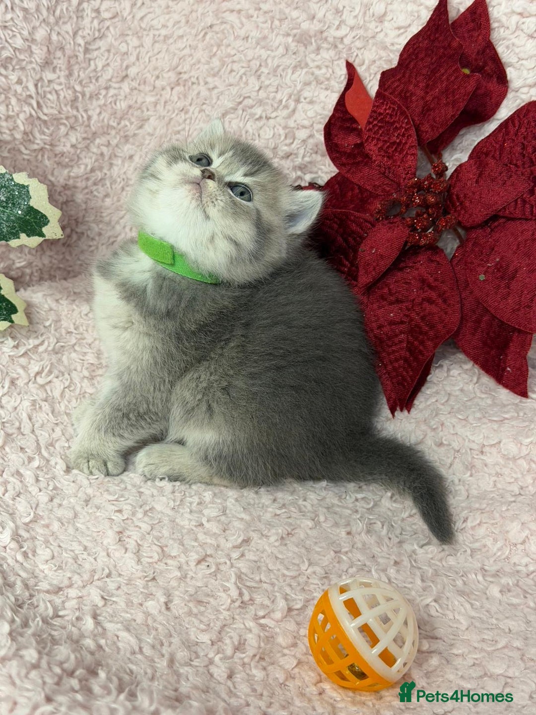 British Shorthair cats for sale: ⭐️Stunning BSH kittens GCCF registered ⭐️ - Advert 11