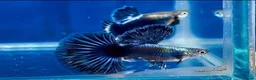 Live Bearers fish for sale: Pure Strain Guppies (A Grade) in Peterborough - Advert 4