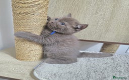 British Shorthair cats for sale: GCCF British Shorthair Kittens Champion Bloodline  - Image 23