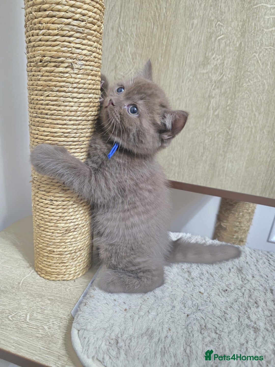 British Shorthair cats for sale: GCCF British Shorthair Kittens Champion Bloodline  - Image 23