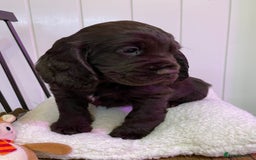 Cocker Spaniel dogs for sale: Stunning male cocker spaniel puppy pedigree - Image 10