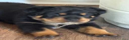 Rottweiler dogs for sale: Male Rottweiler puppy  in London - Advert 2