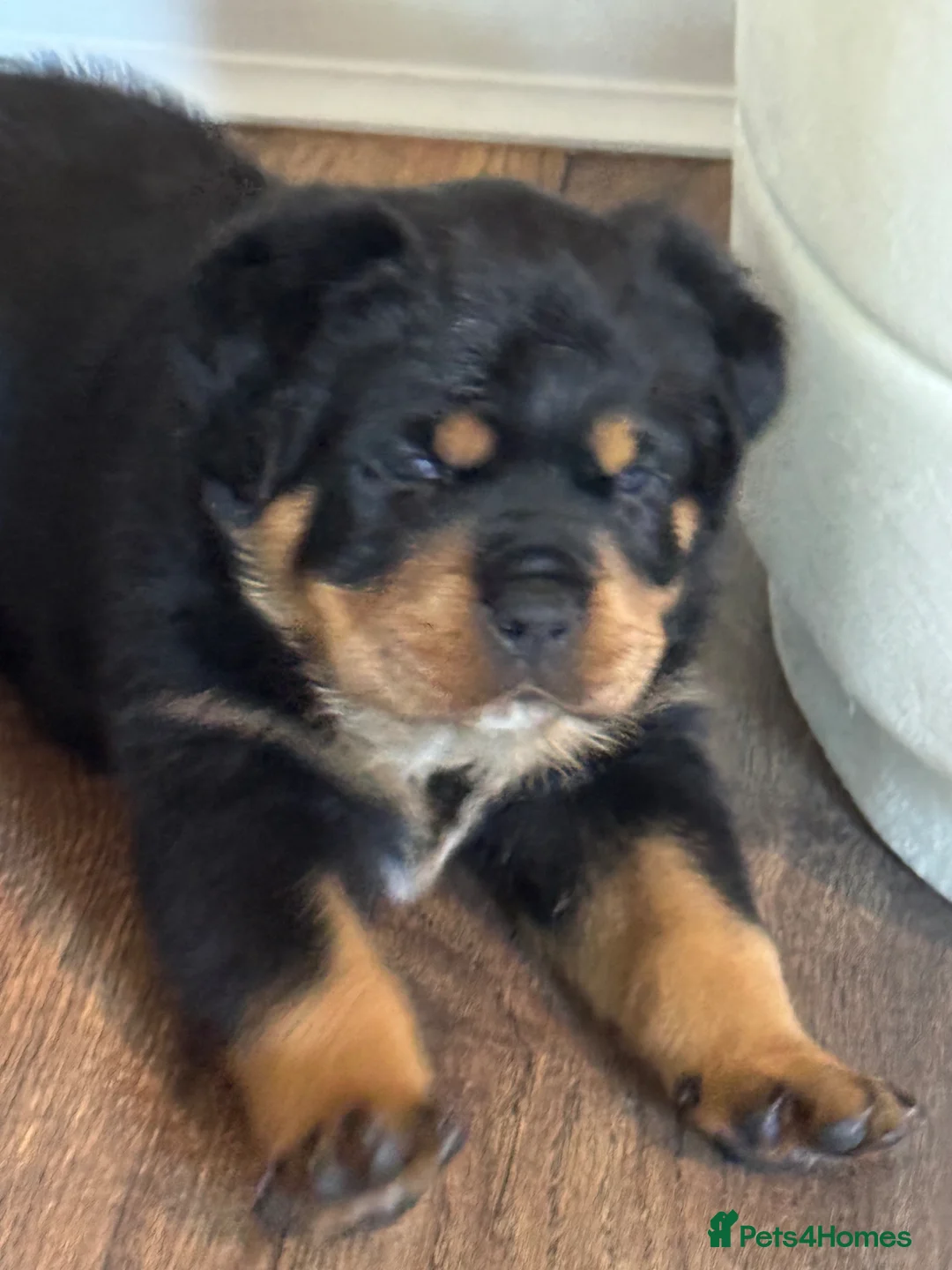 Rottweiler dogs for sale: Male Rottweiler puppy  in London - Advert 2