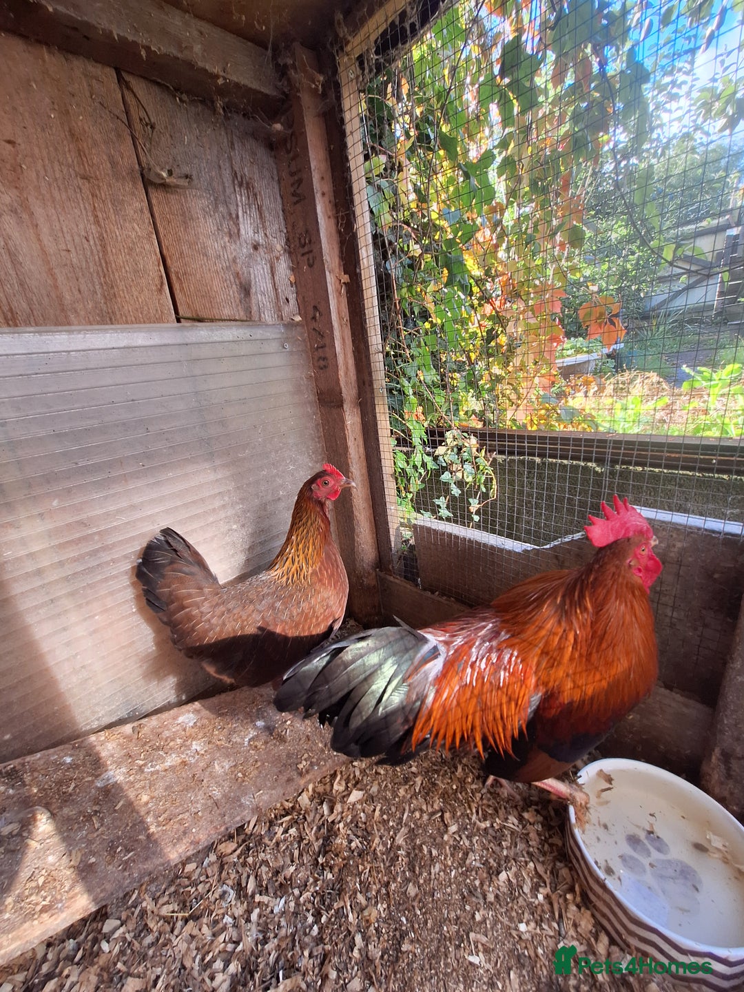 Chickens poultry for sale: Welsummer bantams for sale £40 for the pair  - Image 1