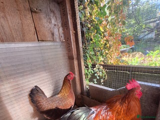 Chickens poultry - Advert 18