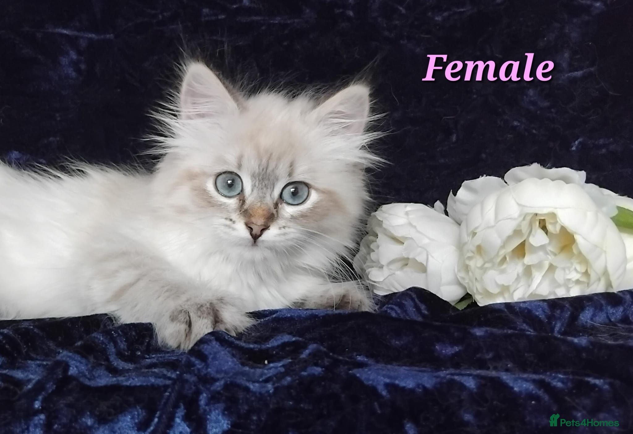 Siberian cats Siberian Kittens For Sale  - Advert 15