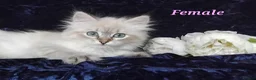 Siberian cats for sale: Siberian Kittens For Sale  - Advert 1