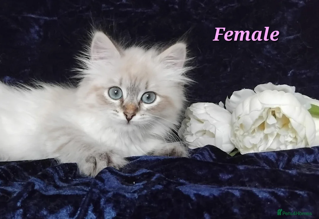 Siberian cats for sale: Siberian Kittens For Sale  - Advert 1