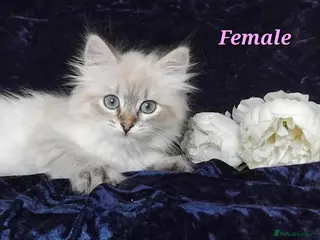 Siberian cats Siberian Kittens For Sale - Advert 15