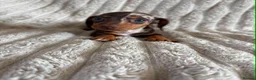 Miniature Dachshund dogs for sale: KC MINIATURE DACHSHUND PUPPIES  - Advert 9