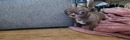 Chihuahua dogs for sale: 2 beautiful chihuahuas  - Advert 7