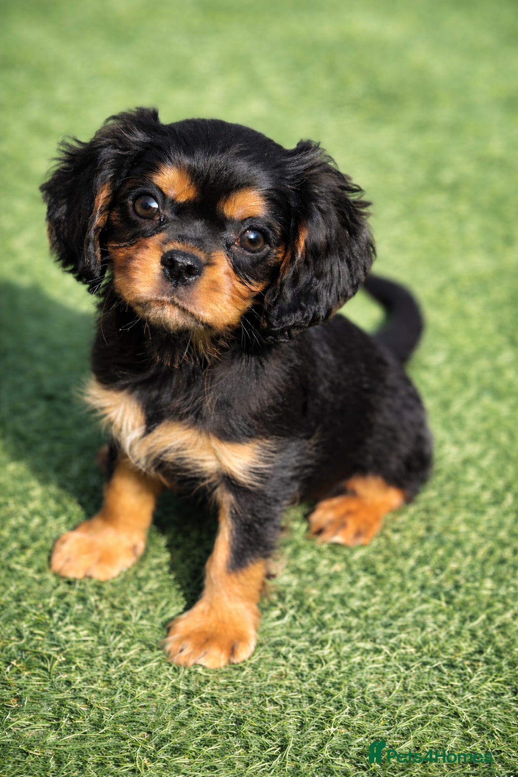 Cavalier King Charles Spaniel dogs 1 handsome boy left - health tested parents & kc p - Advert 1