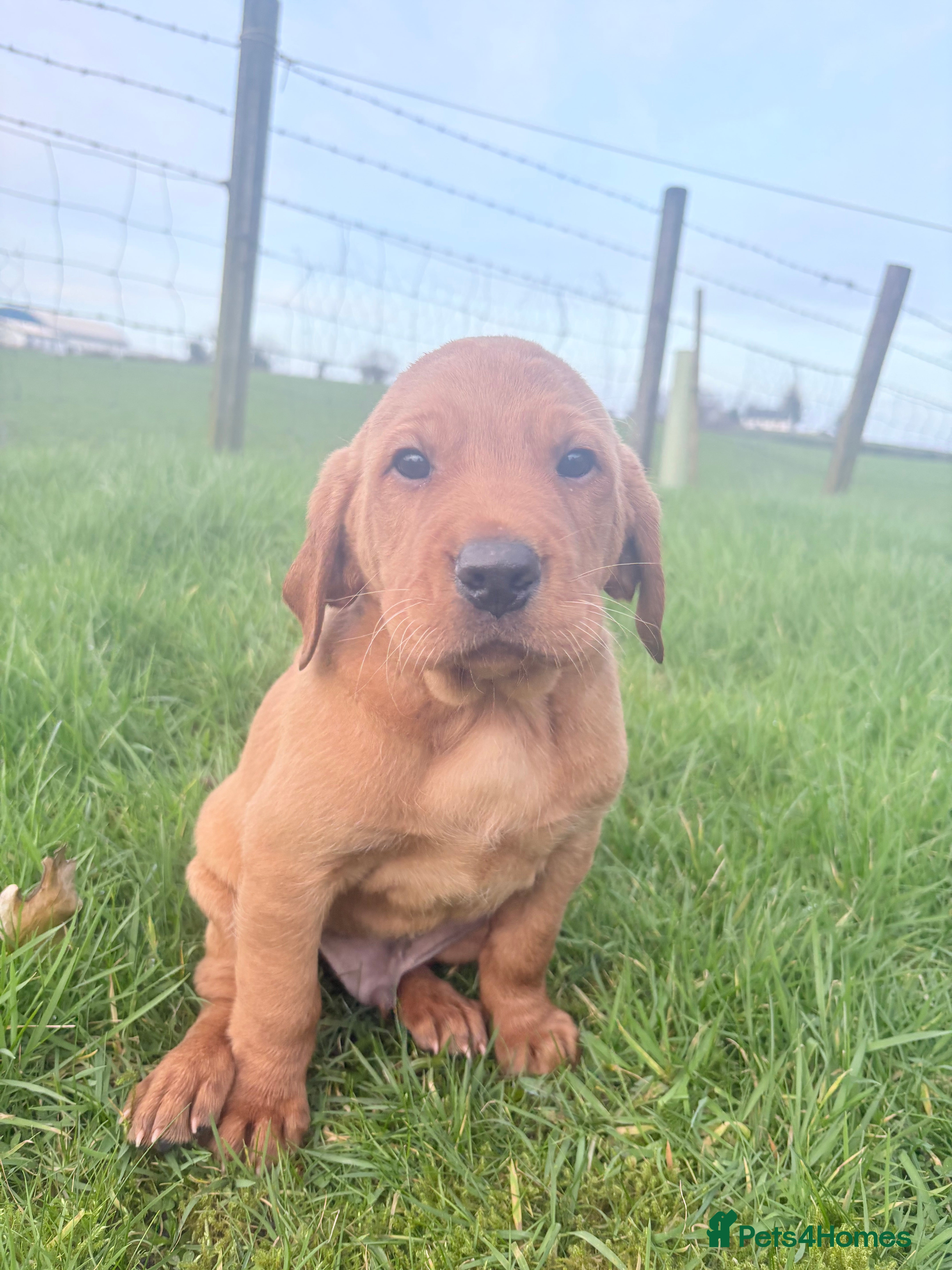 Mixed Breed dogs Vizslador pups for sale  in Newry - Advert 2