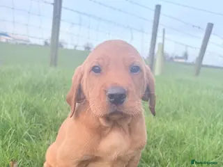 Mixed Breed dogs Vizslador pups for sale in Newry - Advert 7