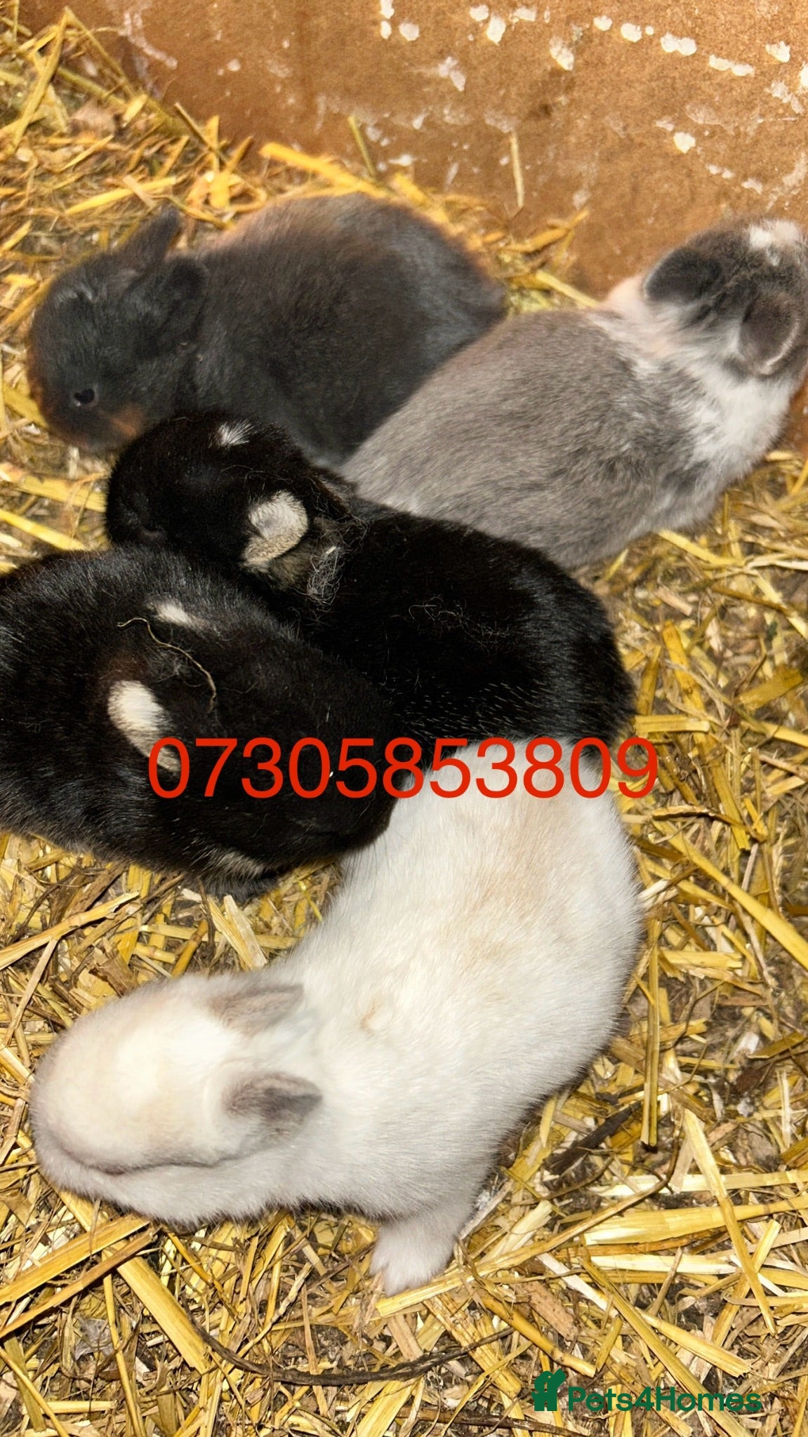 Netherland Dwarf rabbits Baby Prue breed neatherland dwarf rabbits unsexed - Advert 1