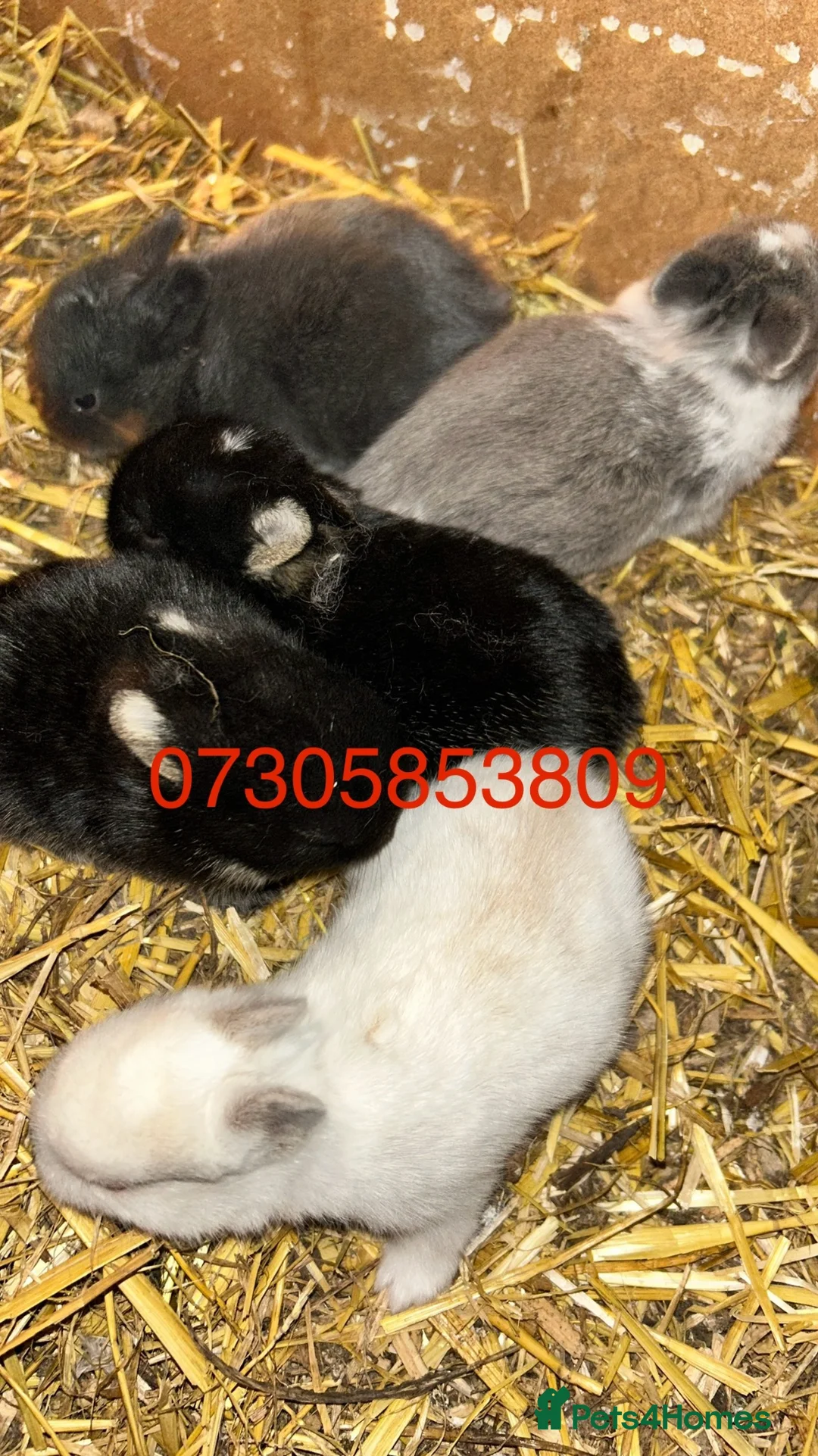 Netherland Dwarf rabbits for sale: Baby Prue breed neatherland dwarf rabbits unsexed - Advert 1