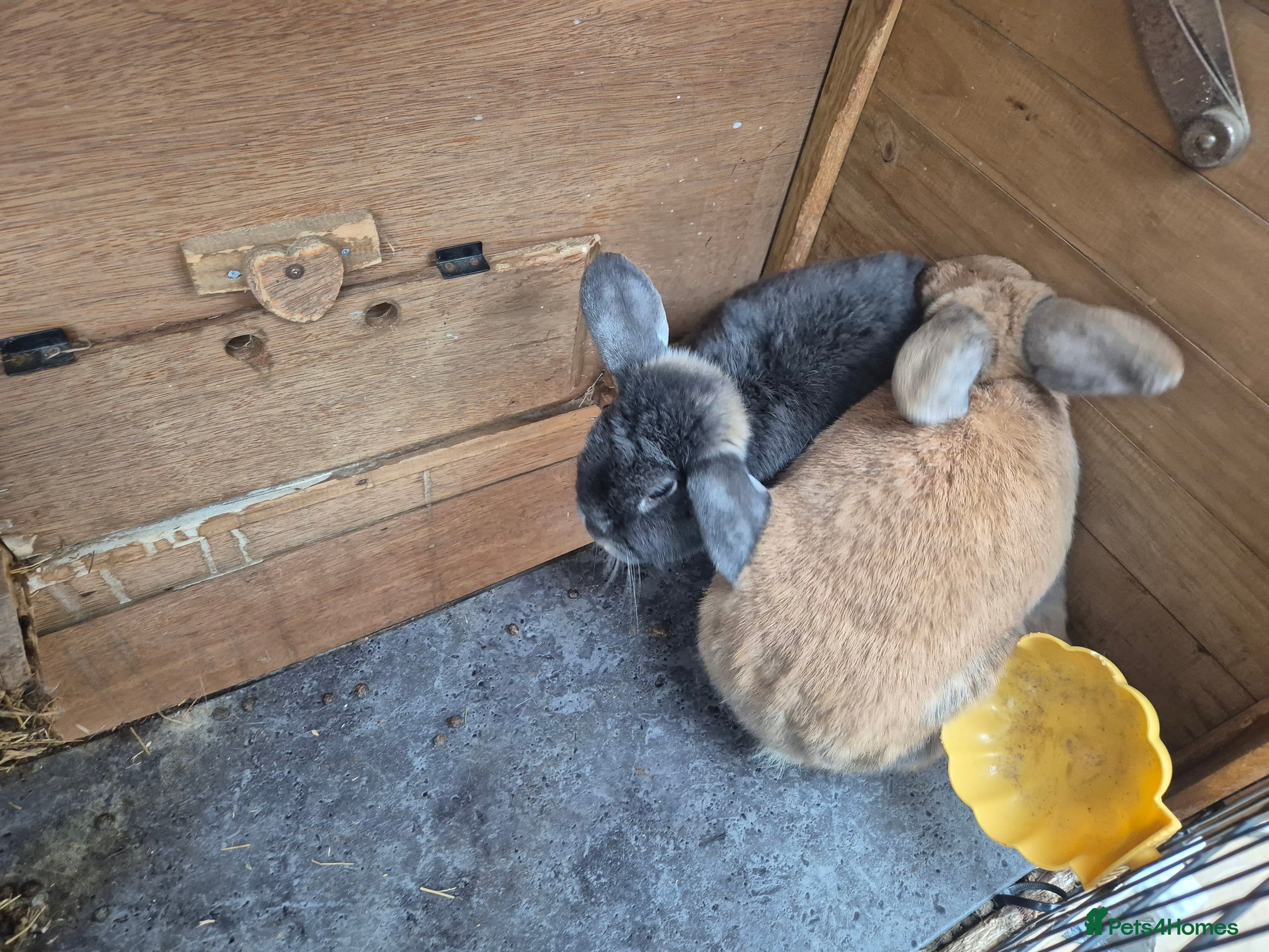 Mixed Breed rabbits Rabbits bonded Male - Advert 2