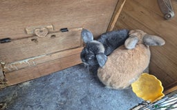 Mixed Breed rabbits for sale: Rabbits bonded Male - Image 1