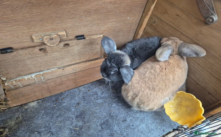 Mixed Breed rabbits - Advert 5
