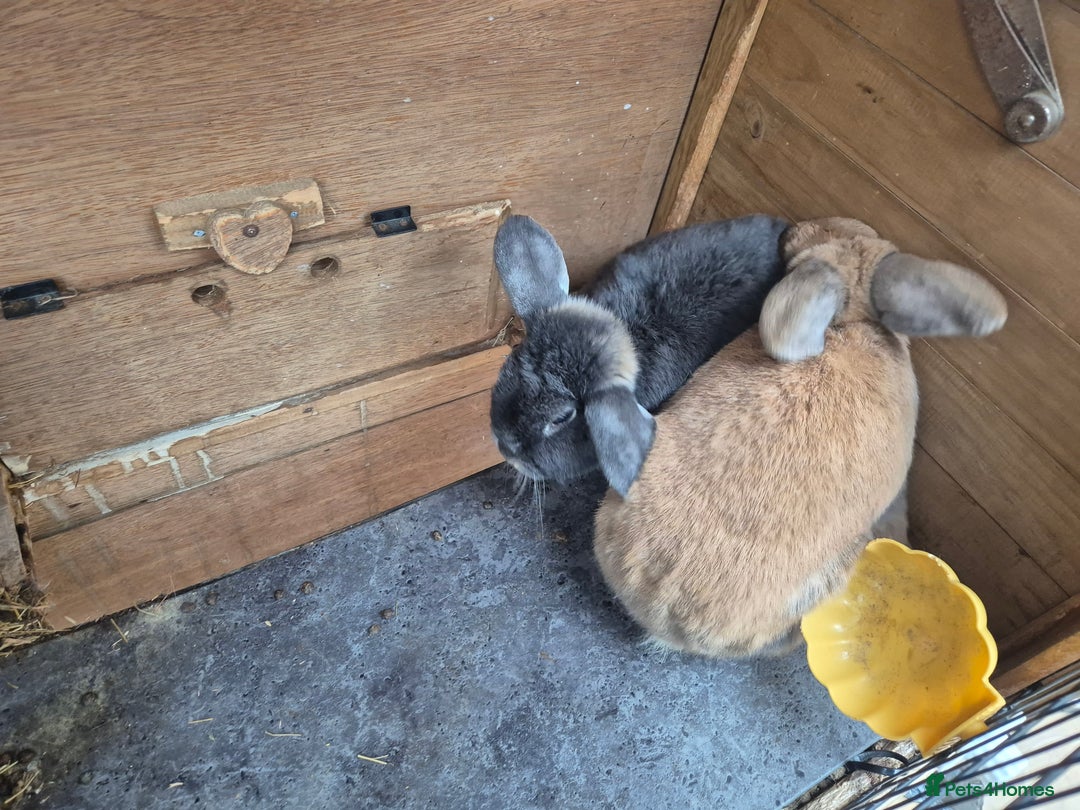 Mixed Breed rabbits for sale: Rabbits bonded Male - Image 1