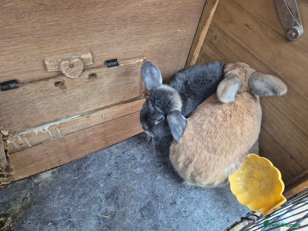 Mixed Breed rabbits Rabbits bonded Male - Advert 12