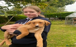 Labrador Retriever dogs for sale: Fox Red lab puppies for sale - Image 9