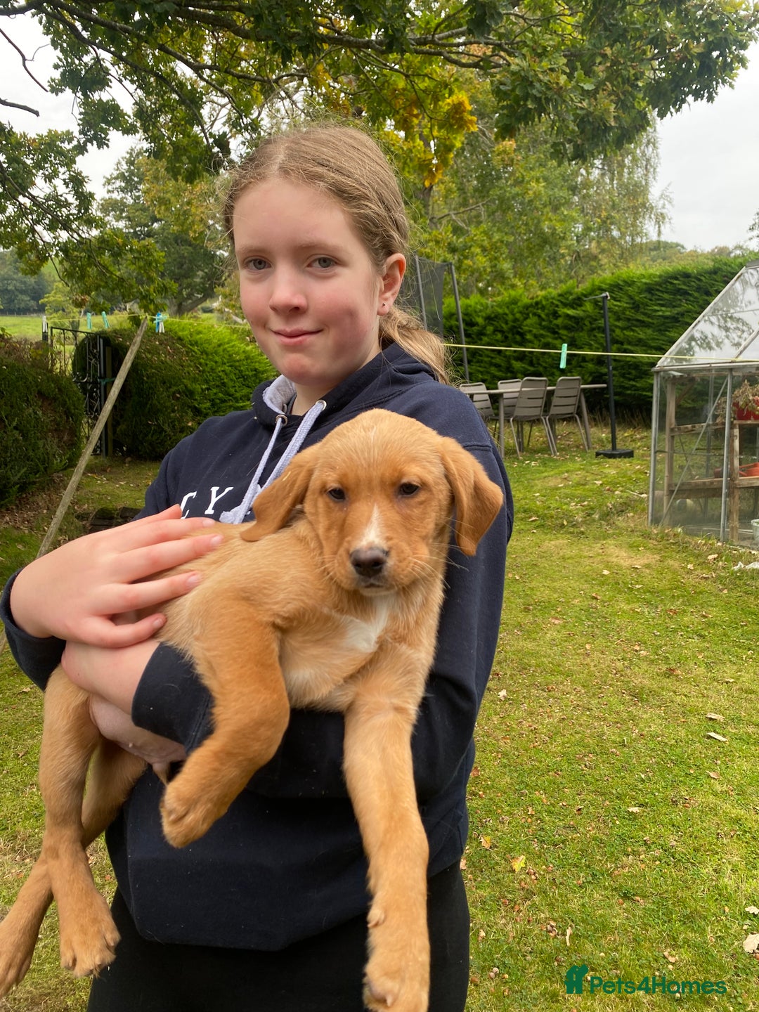 Labrador Retriever dogs for sale: Fox Red lab puppies for sale - Image 9