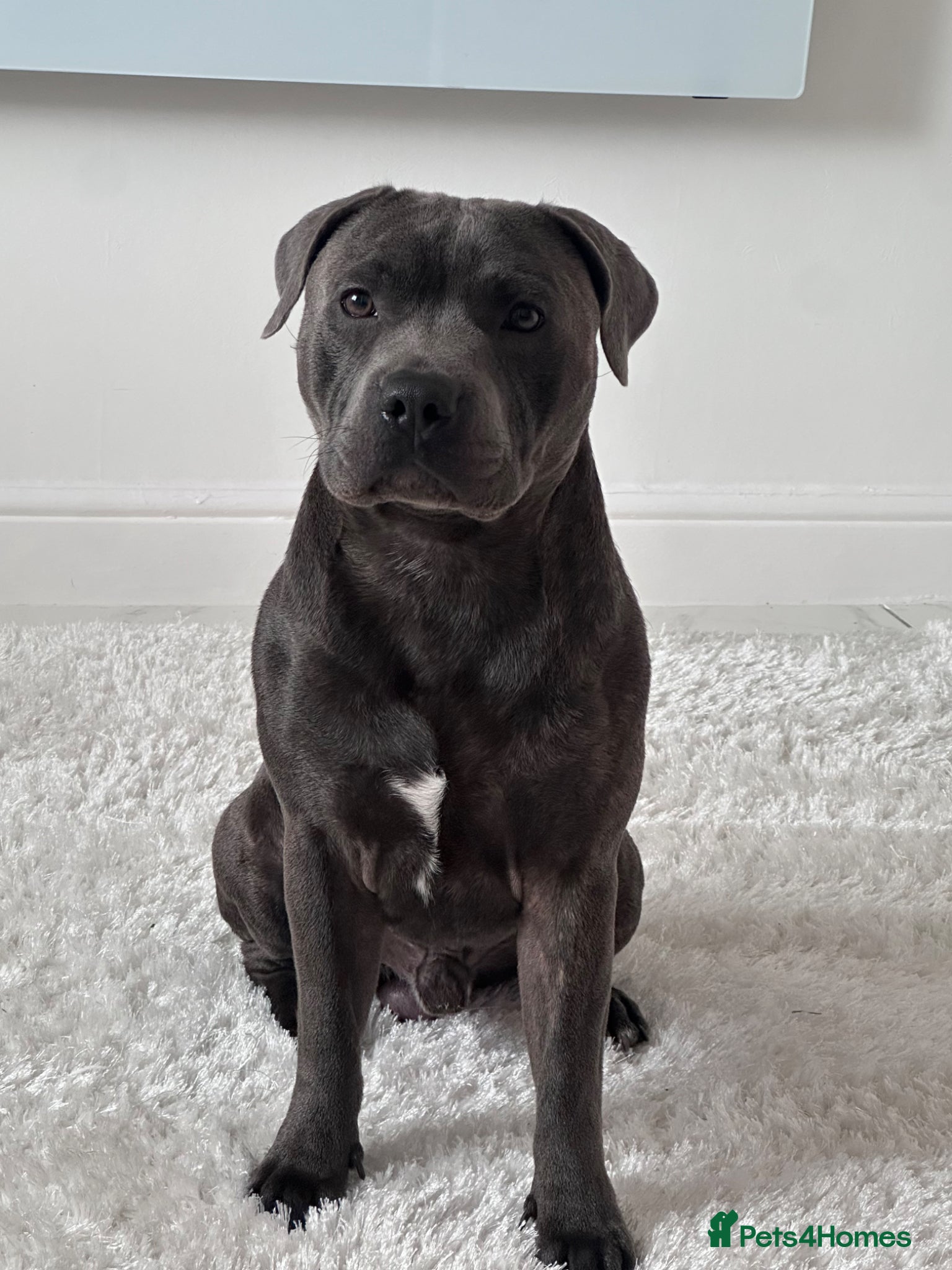 Staffordshire Bull Terrier dogs Irish blue Staffordshire bull terrier  - Advert 5