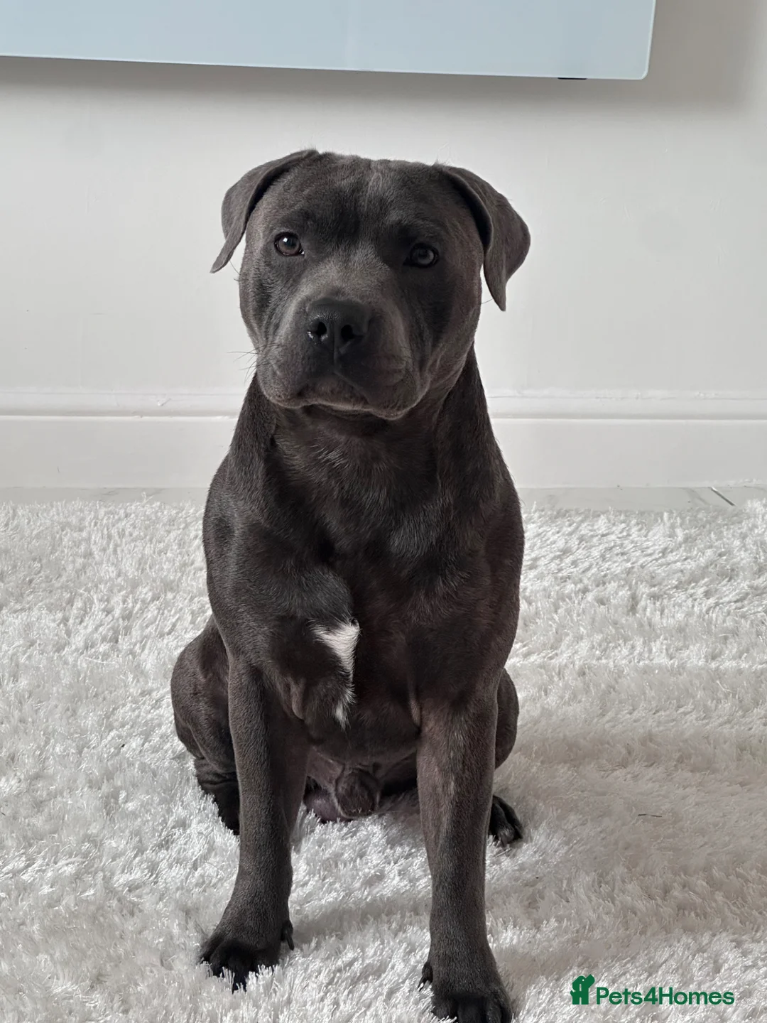 Staffordshire Bull Terrier dogs for stud: Irish blue Staffordshire bull terrier  in Prenton - Advert 1