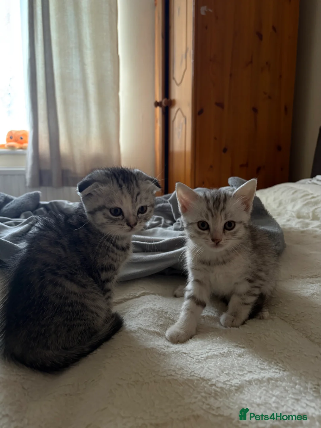 Scottish Fold cats for sale: 4 Scottish kittens.😻 - Advert 3