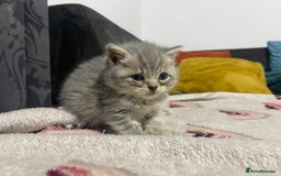 British Shorthair cats for sale: British shorthair kittens responsibly bred - Image 12