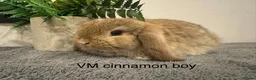 Mini Lop rabbits for sale: Stunning Mini Lops, Ready To Reserve - Advert 4
