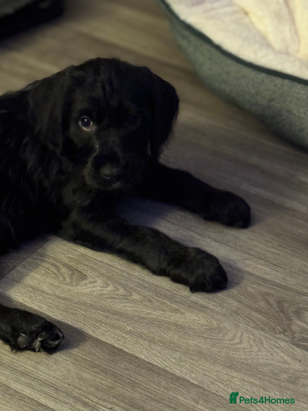 Mixed Breed dogs for sale: Beautiful unique puppies last girl left  - Advert 13