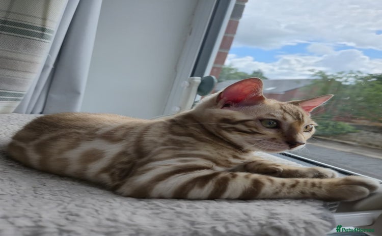 Bengal cats - Advert 12